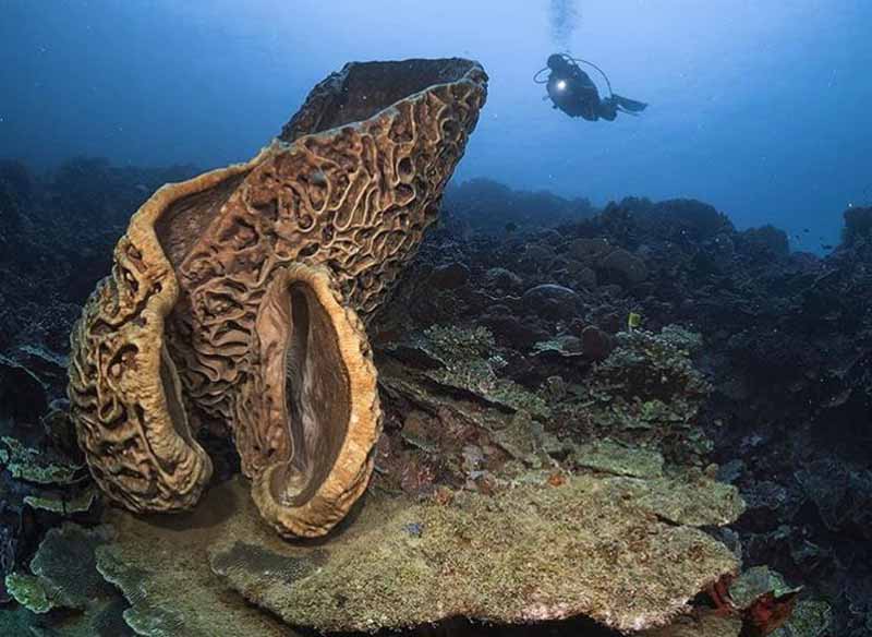 Hasil gambar untuk sponge coral taman laut olele