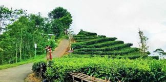 Yellow Green Tea - Desa Wisata Nglinggo - Kulon Progo - Daerah Istimewa Yogyakarta - Mediajabar.com