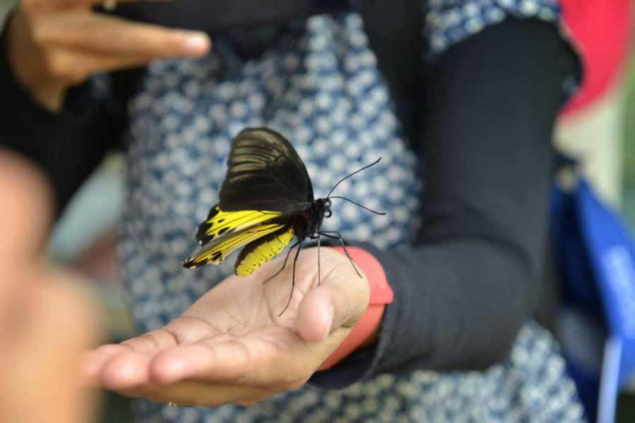Taman kupu-kupu Gita Persada - Yopie Pangkey