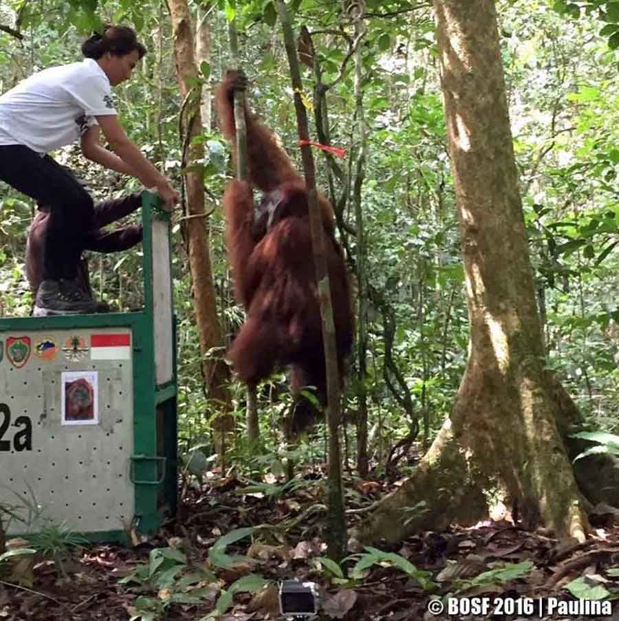 foto lepas liar orangutan di TNBBBR - @davinaveronica