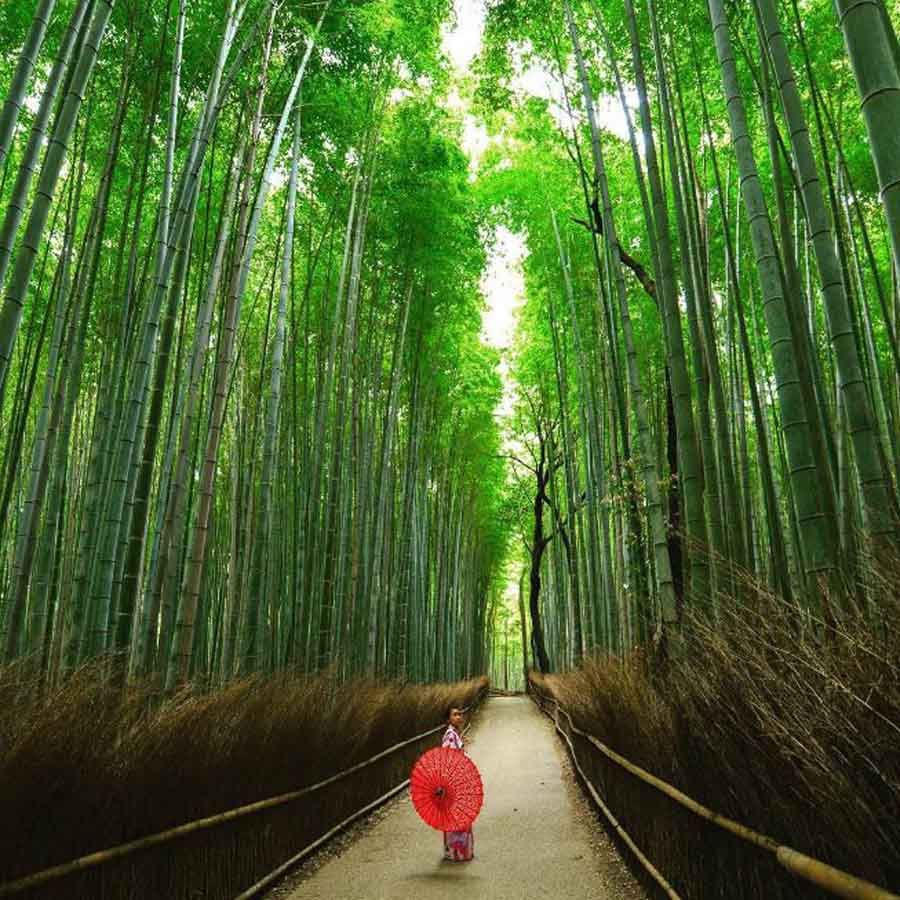 hutan bambu Arashiyama Bamboo Grove @dejimaenkyoto
